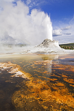 Eruption of Castle Geyser with thermophilic bacterica mats in foreground, Upper Geyser Basin, Yellowstone National Park, UNESCO World Heritage Site, Wyoming, United States of America, North America