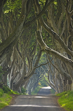 Tree lined road known as the Dark Hedges near Stanocum, County Antrim, Ulster, Northern Ireland, United Kingdom, Europe