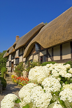 Cottage garden at Anne Hathaway's thatched cottage, Shottery, near Stratford-upon-Avon, Warwickshire, England, United Kingdom, Europe