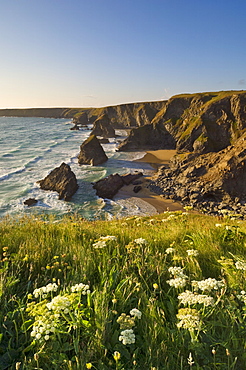 Evening light on the rock stacks, beach and rugged coastline at Bedruthan Steps, North Cornwall, England, United Kingdom, Europe