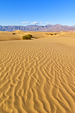 Sand ripples, mesquite bushes in the Mesquite Flats sand dunes, Grapevine Mountains of the Amargosa range behind, Stovepipe Wells, Death Valley National Park, California, United States of America, North America