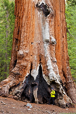 Hiker resting by the Faithful Couple, Giant Sequoia trees (Sequoiadendron giganteum), Mariposa Grove, Southern Yosemite, Yosemite National Park, UNESCO World Heritage Site, Sierra Nevada, California, United States of America, North America