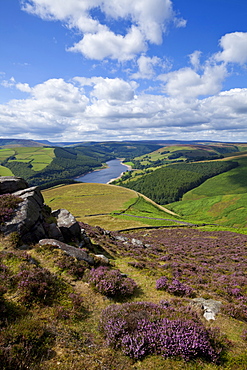 Derwent Edge, Ladybower Reservoir, and purple heather moorland in foreground, Peak District National Park, Derbyshire, England, United Kingdom, Europe