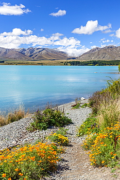 Yellow flowers by glacial Lake Tekapo, Mackenzie district, South Island, New Zealand, Pacific