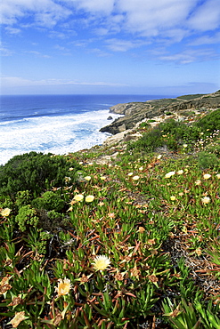 Flowers on cliff top, Monte Clerigo, Costa Vincente, Algarve, Portugal, Europe