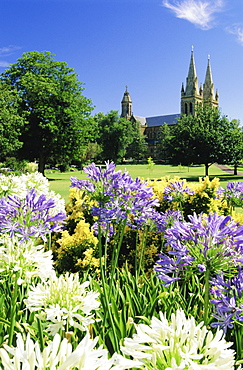 Agapanthus flowers and St. Peters Anglican Cathedral, Adelaide, South Australia, Australia