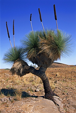 Tree-like yakka plant, Flinders Range, South Australia, Australia, Pacific