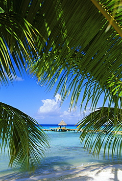 Palm fronds and beach, Rangiroa Atoll, Tuamotu archipelago, French Polynesia, South Pacific Islands, Pacific