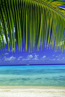 Palm frond and beach, Rangiroa Atoll, Tuamotu archipelago, French Polynesia, South Pacific Islands, Pacific