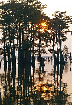 Atchafalaya Swamp, 'Cajun Country', Louisiana, USA