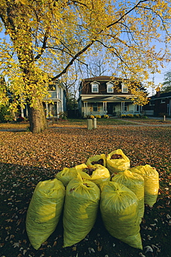 Bags of fallen autumn leaves, Toronto, Ontario, Canada, North America