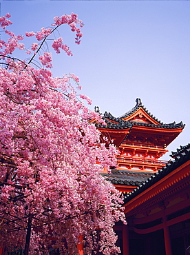 Detail of the Heian Temple and flowering cherry tree, Kyoto, Japan