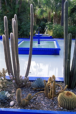 Jardin Majorelle, Marrakesh (Marrakech), Morocco, North Africa, Africa