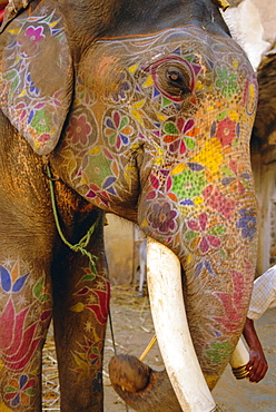 Painted elephant, close up of head, Jaipur, Rajasthan, India 