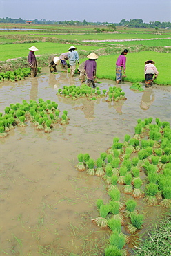 Rice paddies, Vientiane, Laos, Asia