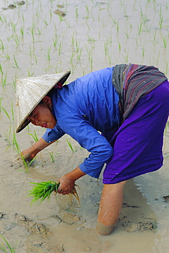 Planting rice in paddy, Muang Sing, Laos, Asia