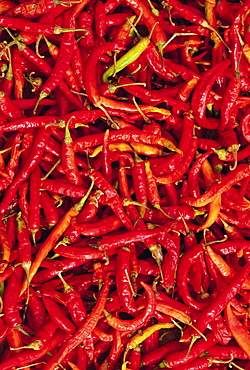 Red chilli peppers, Rajasthan, India