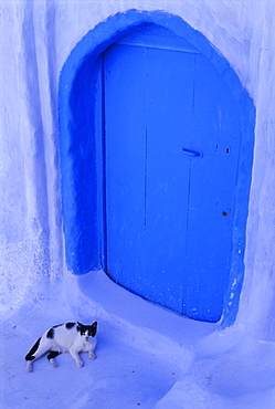 Blue door and cat, Chefchaouen (Chaouen) (Chechaouen), Rif Region, Morocco, North Africa, Africa