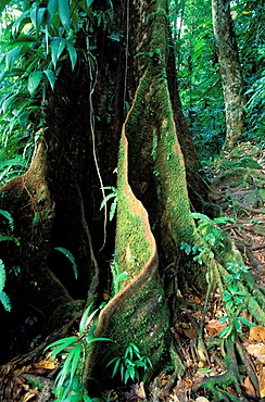 Tree, National park of Guadeloupe, Guadeloupe, Caribbean, Central America