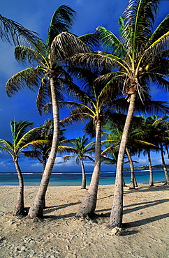 Caravelle beach, Sainte Anne, Grande Terre, Guadeloupe, Caribbean, Central America