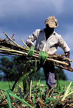 Sugar cane harvest, Grande Terre, Guadeloupe, Caribbean, Central America