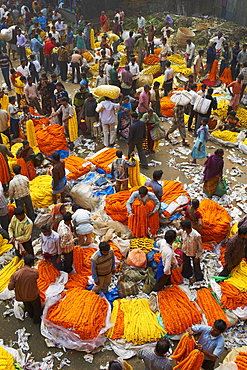 Mullik Ghat flower market, Kolkata (Calcutta), West Bengal, India, Asia 