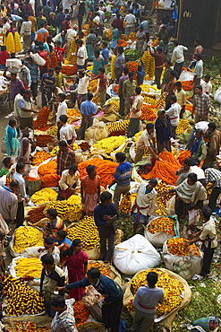 Mullik Ghat flower market, Kolkata (Calcutta), West Bengal, India, Asia 