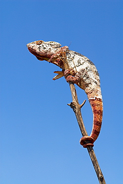 Cameleon, Madagascar, Africa