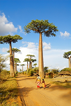 Baobab trees, Morondava, Madagascar, Africa