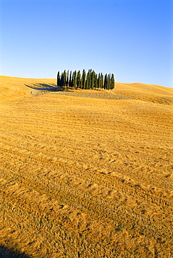 Copse of Cypress trees in a harvested field in Summer, near Siena, Tuscany, Italy 