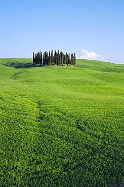 Copse of Cypress trees in a field in Spring, near Siena, Tuscany, Italy 