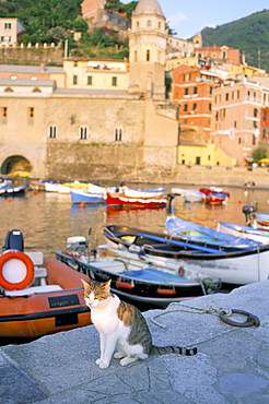 Cat by harbour, village of Vernazza, Cinque Terre, UNESCO World Heritage Site, Liguria, Italy, Europe