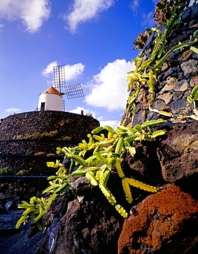 Cacti and windmill at Jardin de los Cactus, Cesar Manrique's work of art, Lanzarote, Canary Islands, Spain, Atlantic, Europe