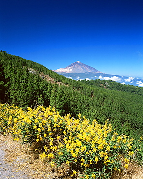 Mount Teide and pine trees from Mirador Ortuno, Parque Nacional del Teide, Tenerife, Canary Islands, Spain, Atlantic, Europe