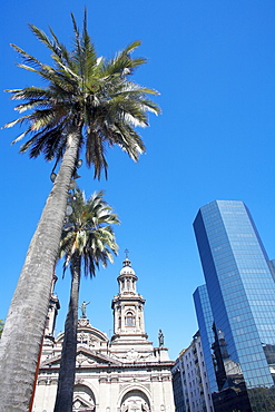 Metropolitan Cathedral, palm trees and downtown modern building, Plaza de Armas, Santiago de Chile, Chile, South America