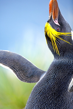 A macaroni penguin (Eudyptes chrysolophus), East Falkland, Falkland Islands, South Atlantic, South America