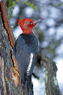 A male Magellanic woodpecker (Compephilus magellanicus), Torres del Paine National Park, Patagonia, Chile, South America