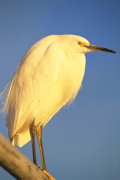 Close-up of a snowy egret bird, Santa Barbara, California, United States of America, North America