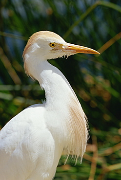 Side view and close-up of a white ibis bird, near a floating Island, Lake Titicaca, Peru, South America