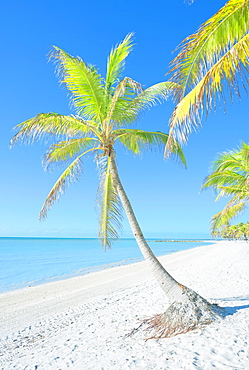 Palm trees on George Smathers Beach, Key West, Florida, United States of America, North America