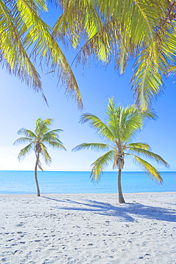 Palm trees on George Smathers Beach, Key West, Florida, United States of America, North America