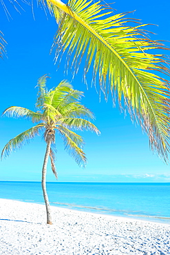 Palm tree on George Smathers Beach, Key West, Florida, United States of America, North America