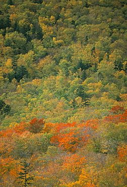 Trees in autumn (fall), White Mountain National Forest, New Hampshire, New England, United States of America, North America