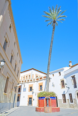 Giant palm tree, old town, Sitges, Costa Dorada, Catalonia, Spain, Europe