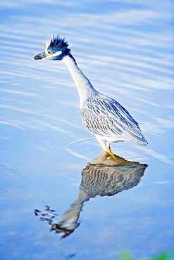 Yellow-crowned Night Heron (Nyctanassa violacea) standing in water, Sanibel Island, J. N. Ding Darling National Wildlife Refuge, Florida, United States of America, North America