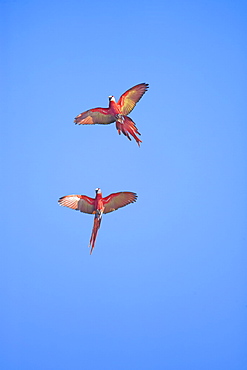 Scarlet macaws (Ara macao) in flight, Corcovado National Park, Osa Peninsula, Costa Rica, Central America