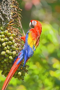 Scarlet macaw (Ara macao), Corcovado National Park, Osa Peninsula, Costa Rica, Central America