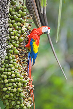 Scarlet macaw (Ara macao), Corcovado National Park, Osa Peninsula, Costa Rica, Central America