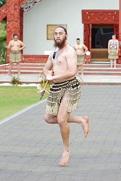 Maori welcome dance performance, Te Puia, Rotorua, North Island, New Zealand, Pacific