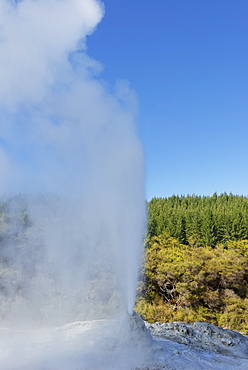 The Lady Knox Geyser, Waiotapu Thermal Area, Rotorua, North Island, New Zealand, Pacific